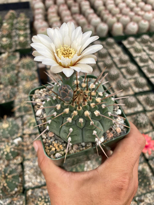 Gymnocalycium Vatteri