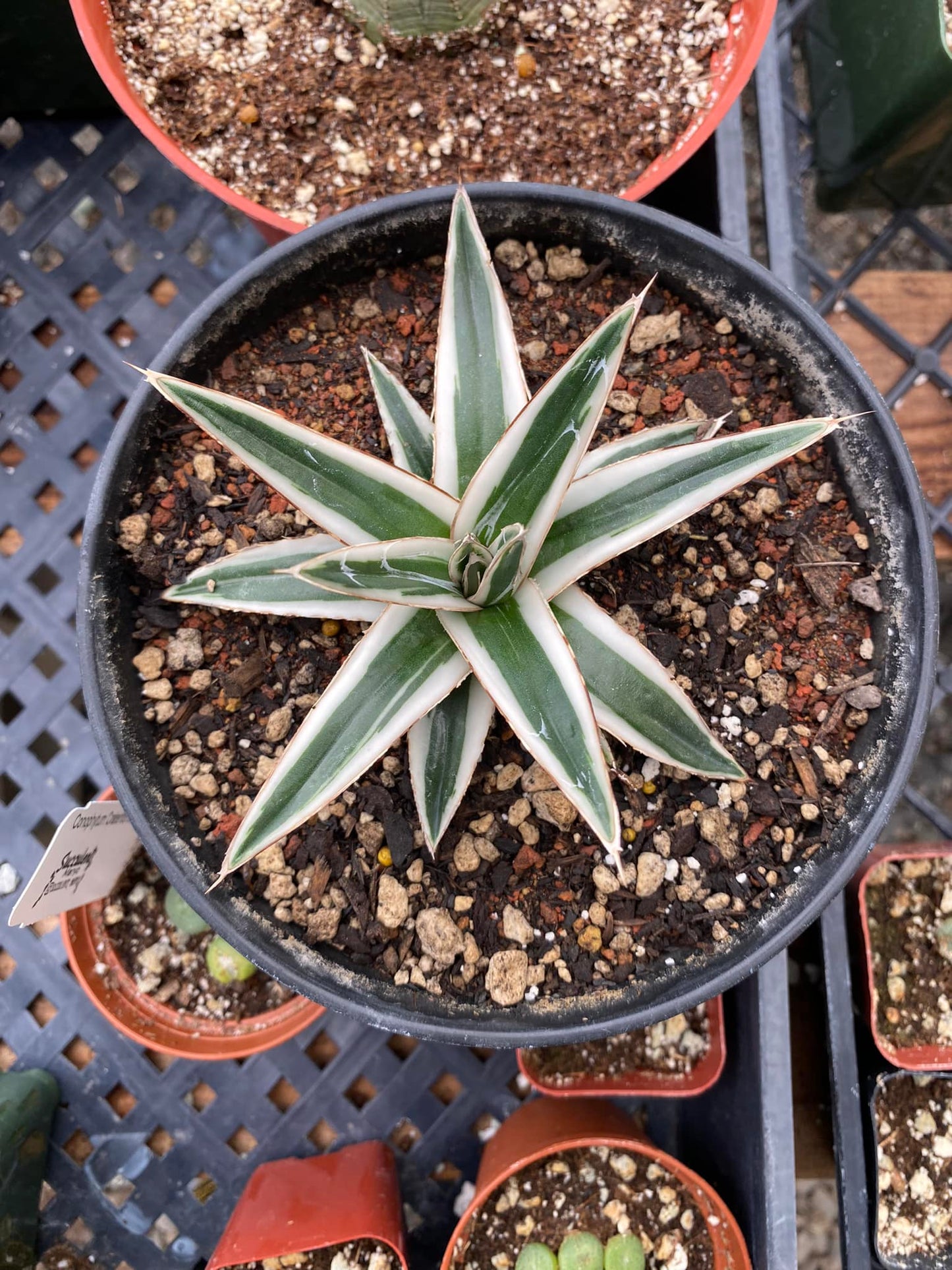 Agave Victoria Reginae ‘white rhinno’