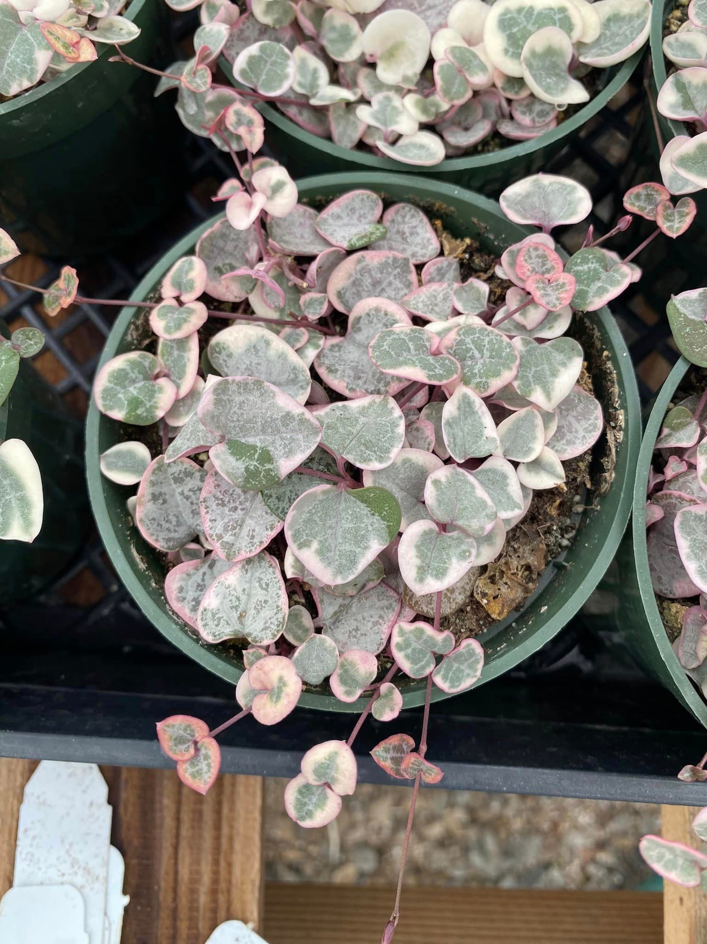 Ceropegia woodii Variegada (collar de corazones)