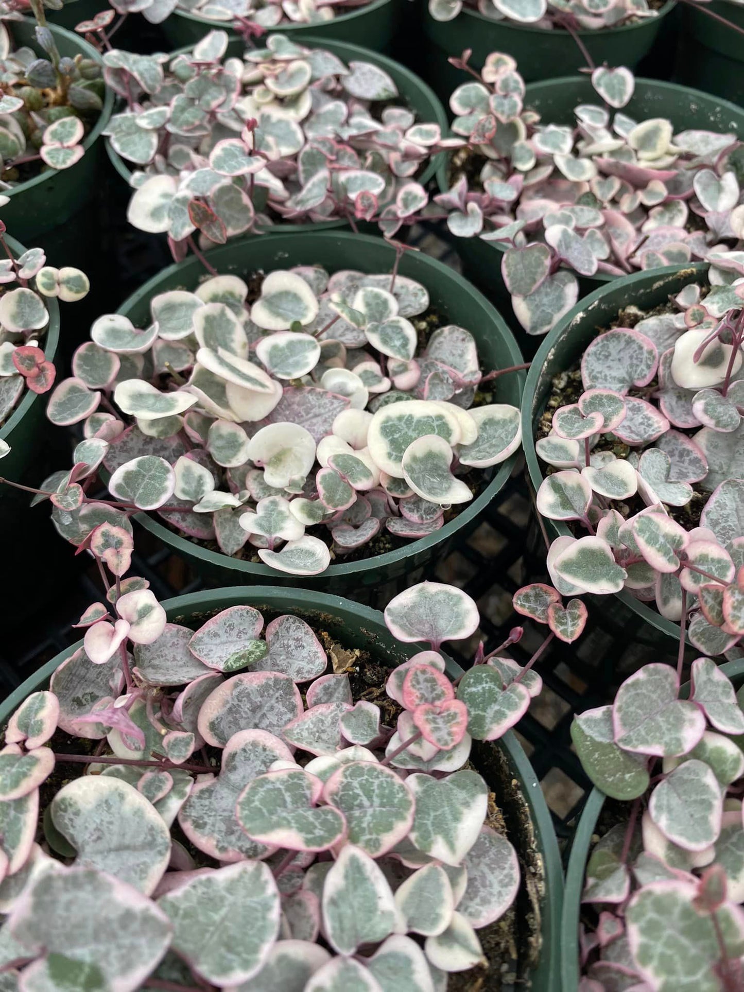 Ceropegia woodii Variegada (collar de corazones)