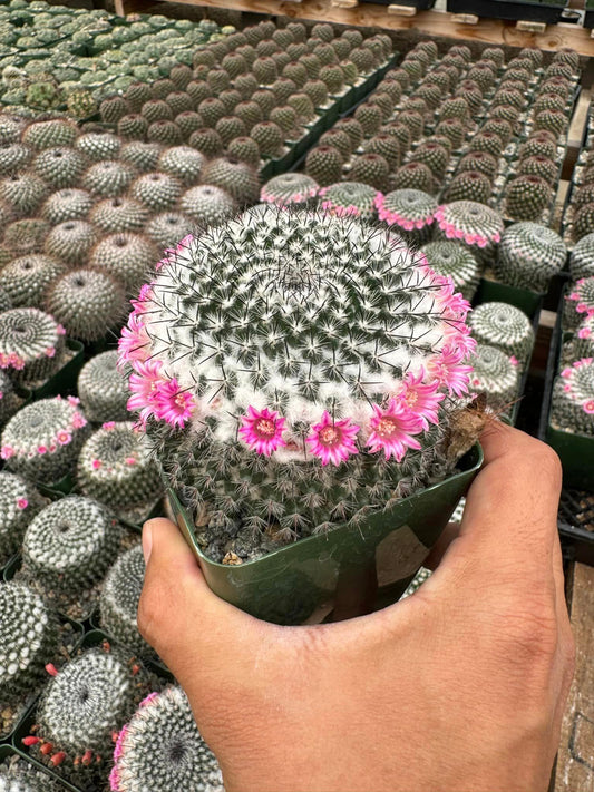 Mammillaria pseudoperbella