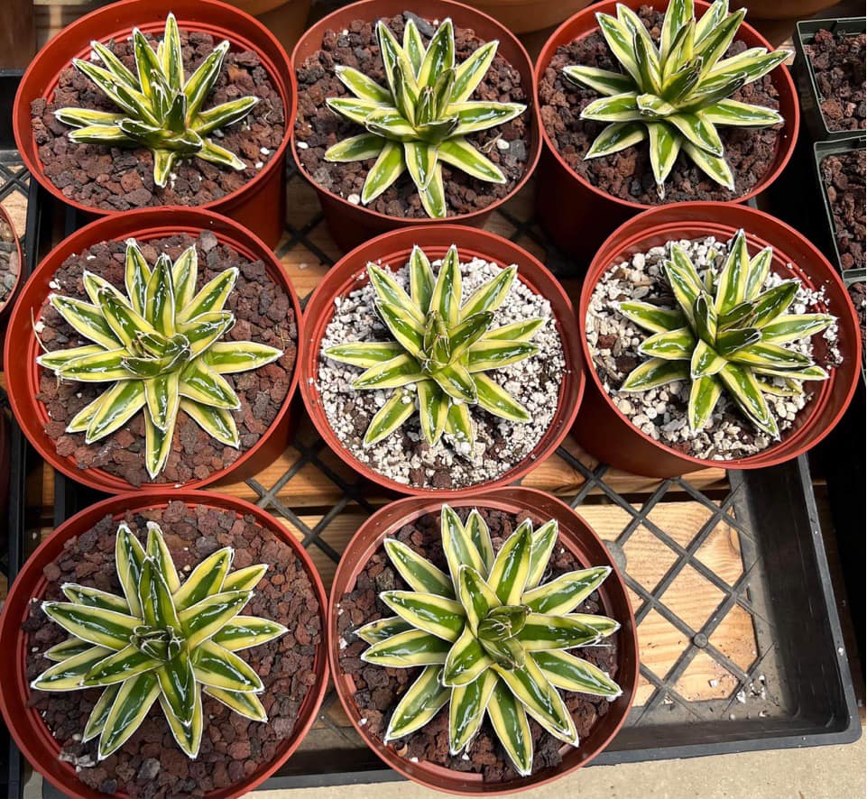 Agave Victoria A Cactus E Piante Succulente - Foto 5