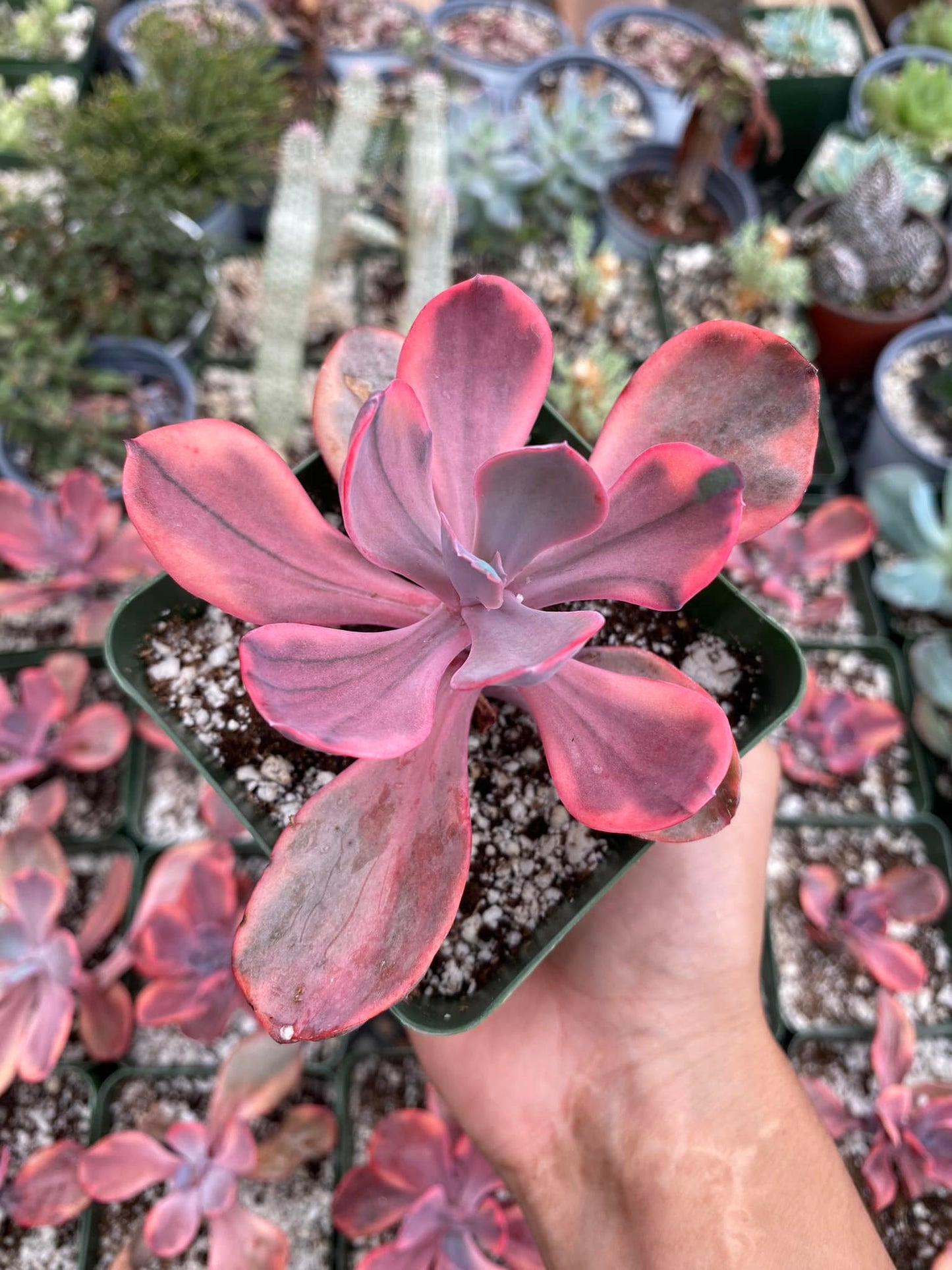 Echeveria ángel wings Variegada