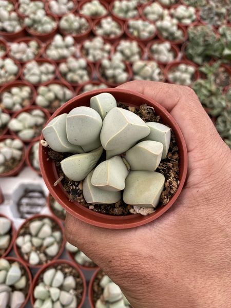 Lapidaria Margaretae