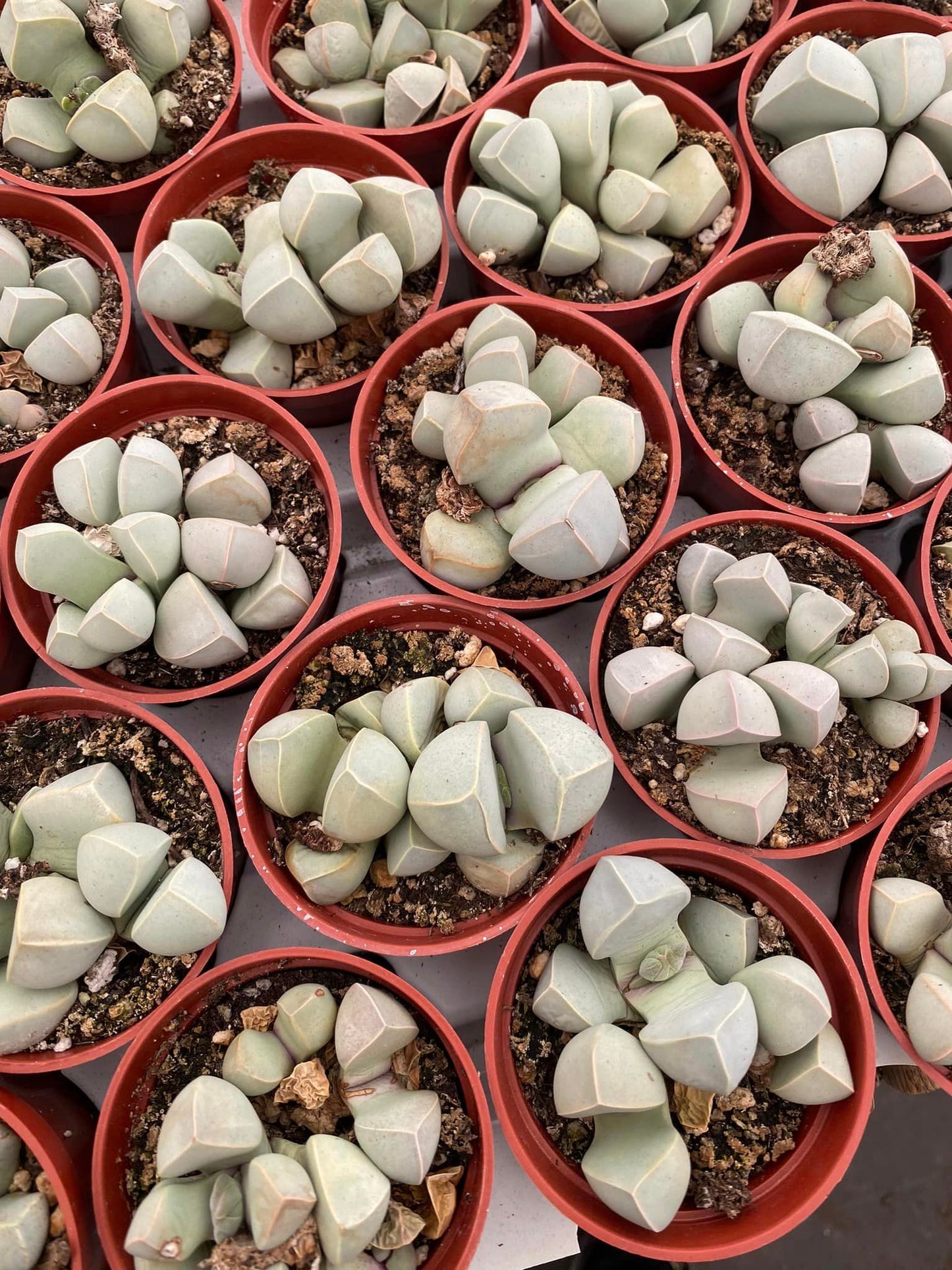 Lapidaria Margaretae