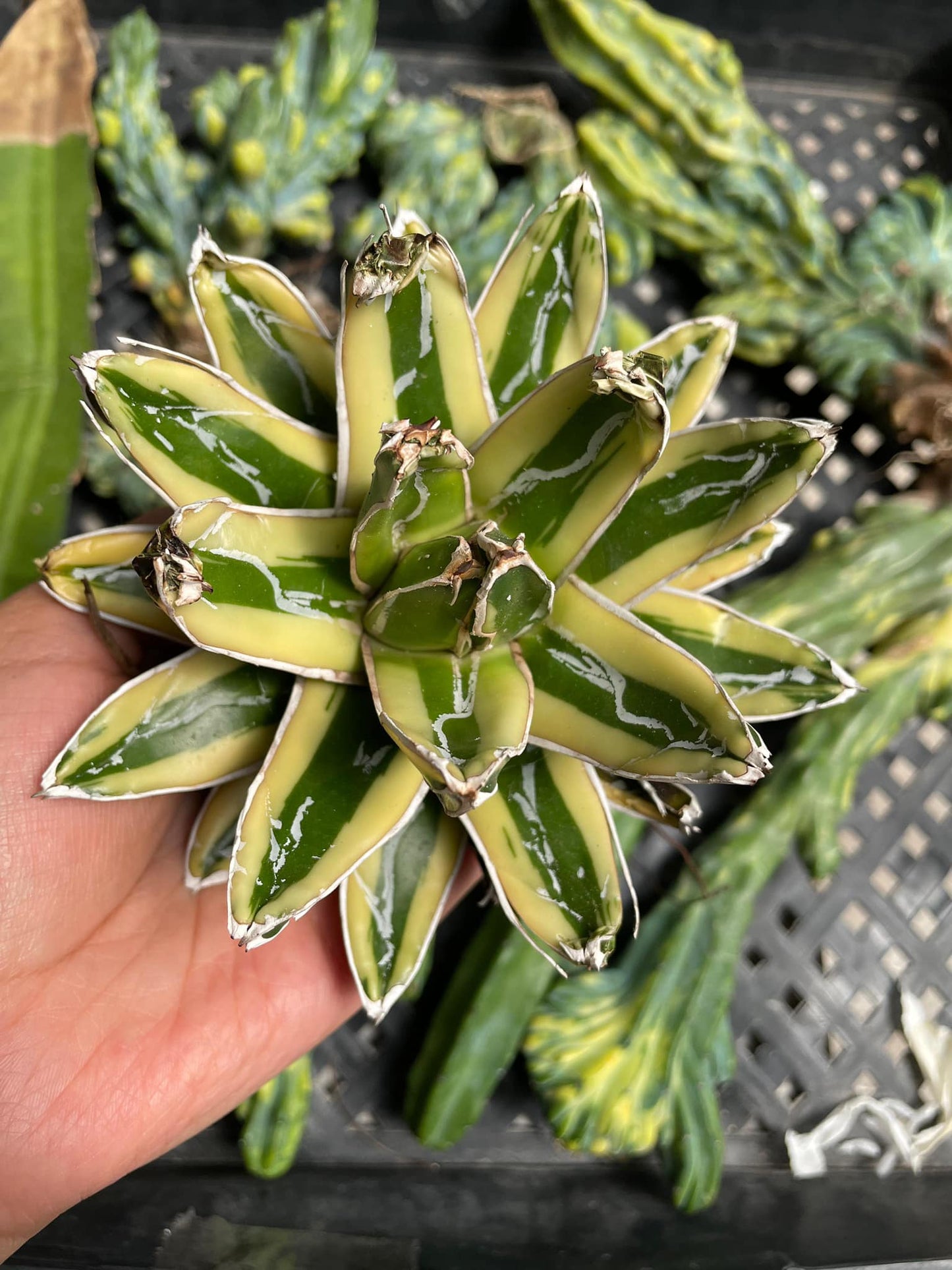 Agave Victoria Reginae ‘kizan’