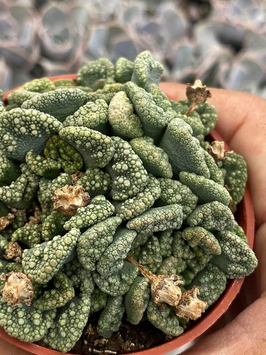 Titanopsis calcárea (cluster)