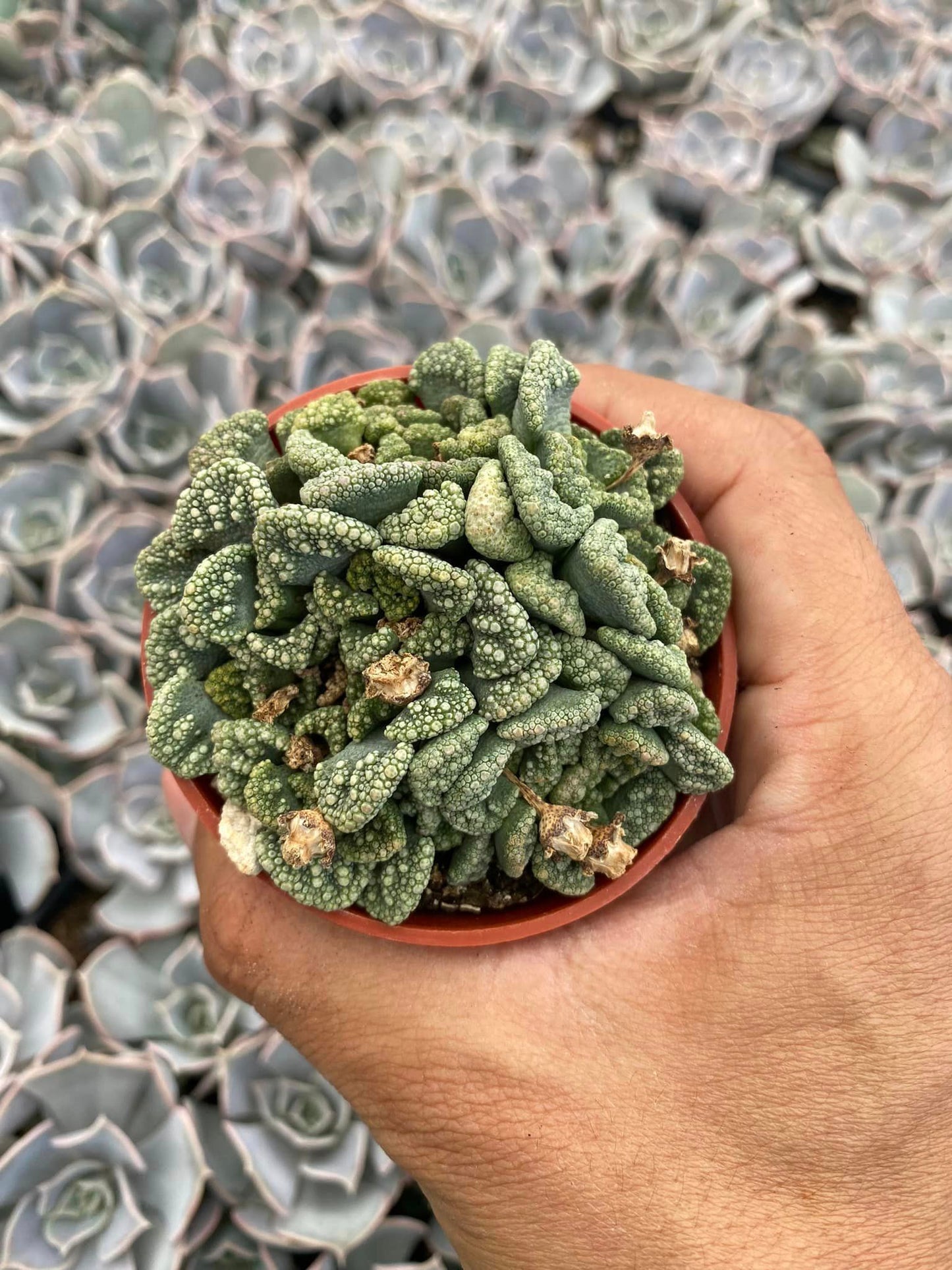 Titanopsis calcárea (cluster)