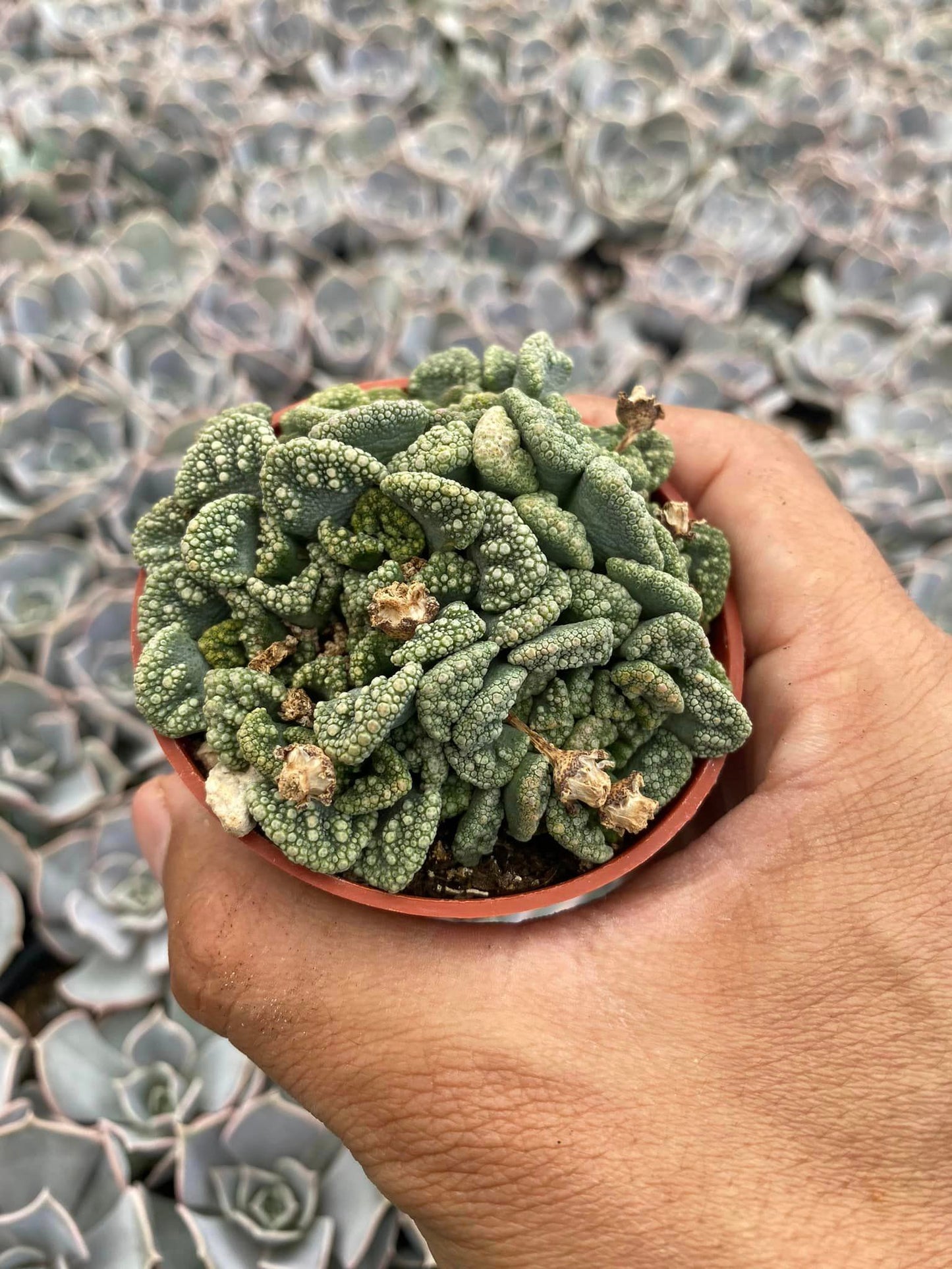 Titanopsis calcárea (cluster)