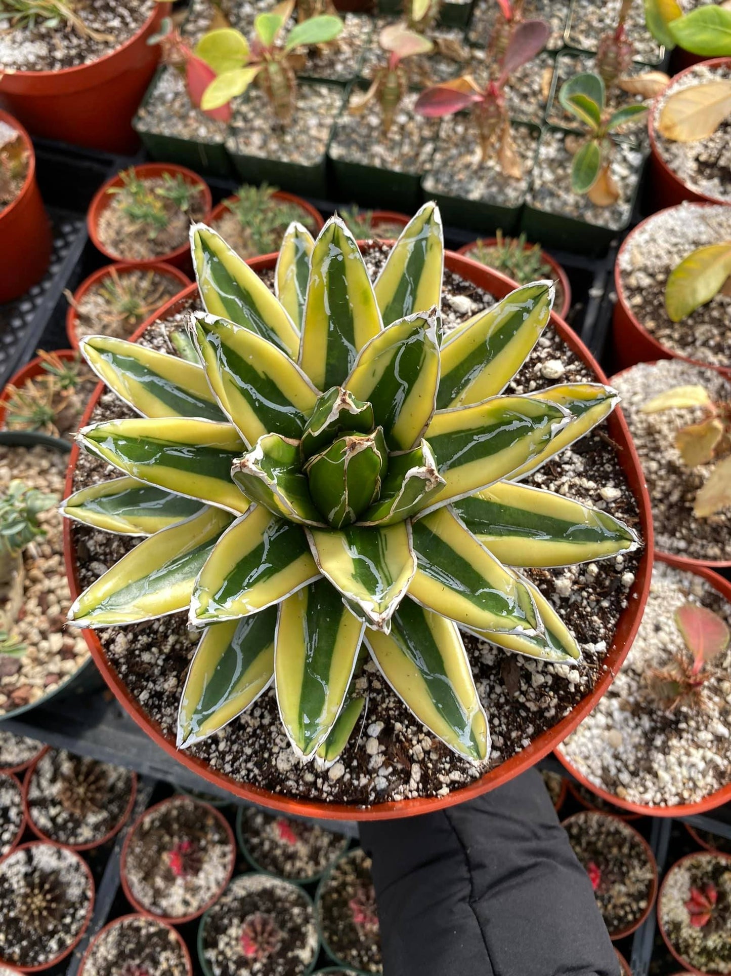 Agave Victoriae reginae var. kizan