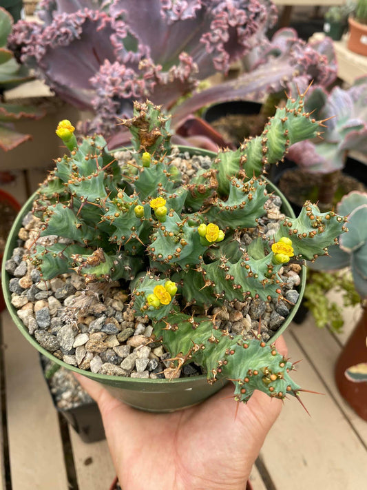 Euphorbia clavigera