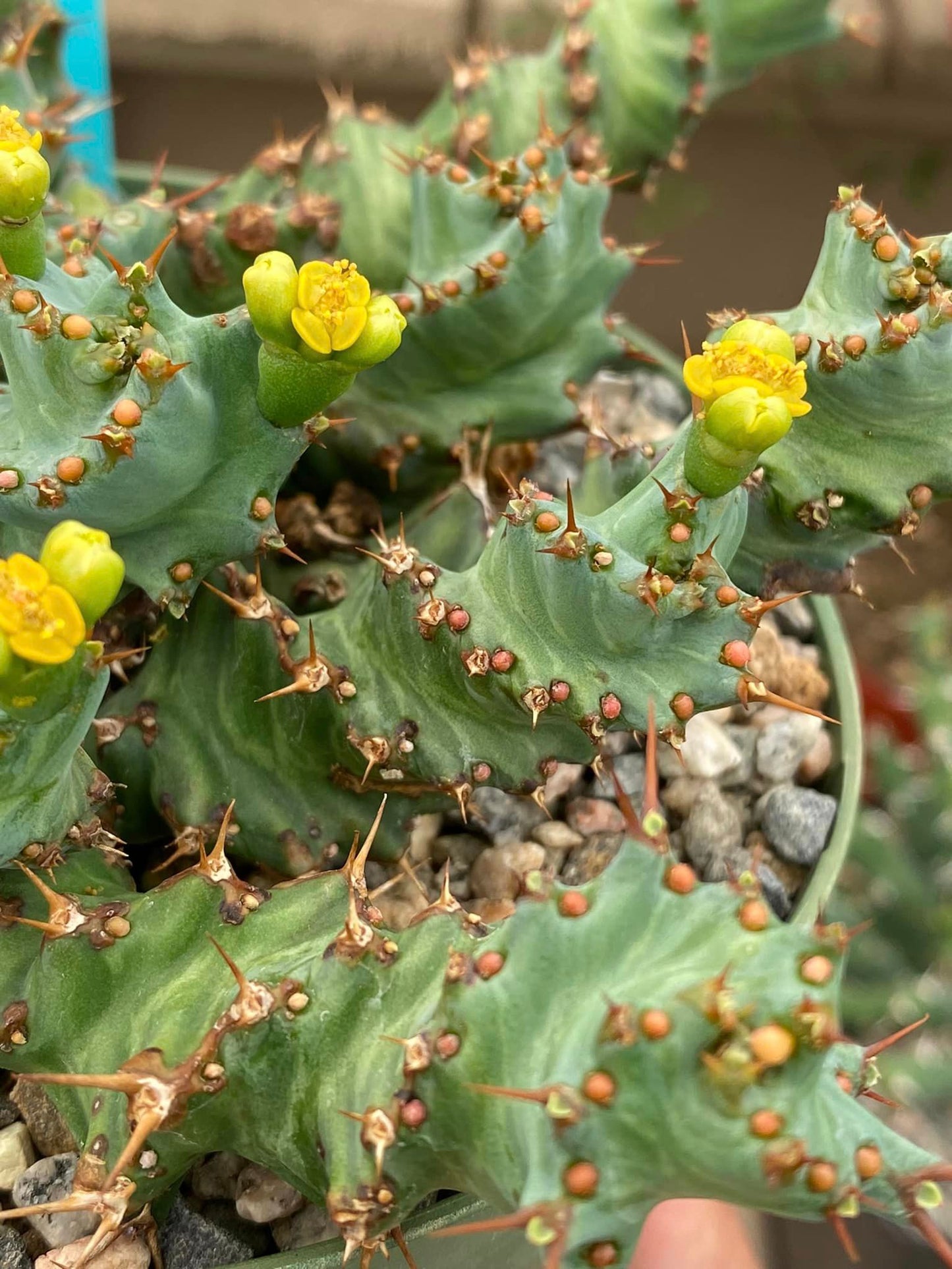 Euphorbia clavigera