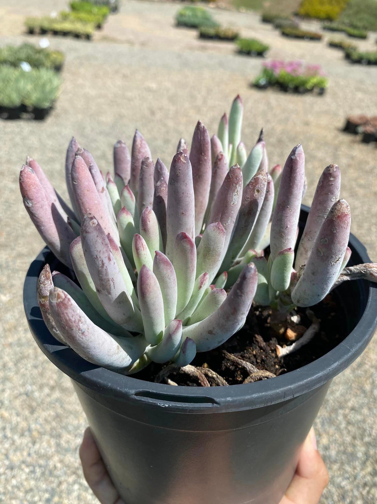 Cotyledon white sprite