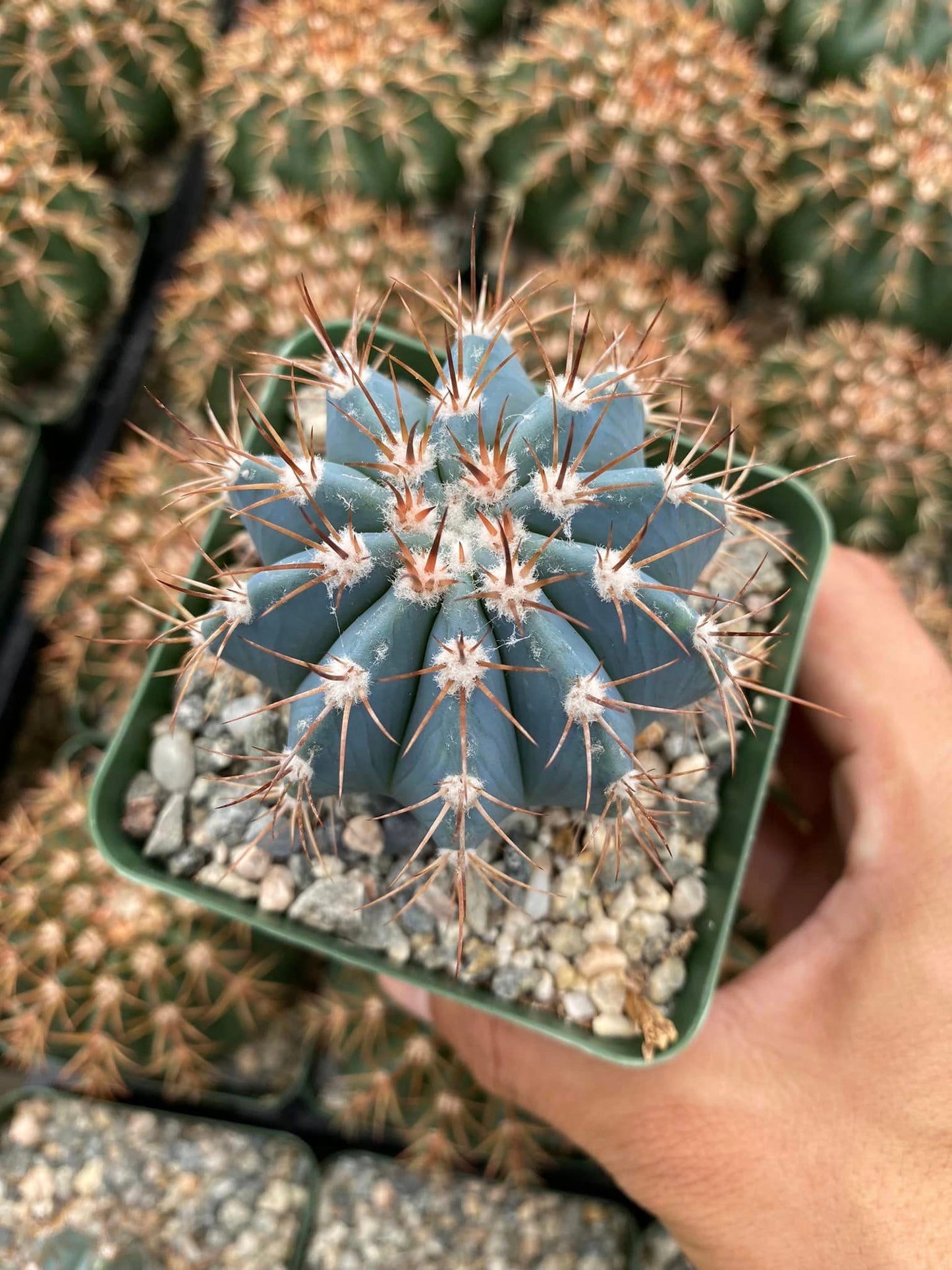 Melocactus azureus