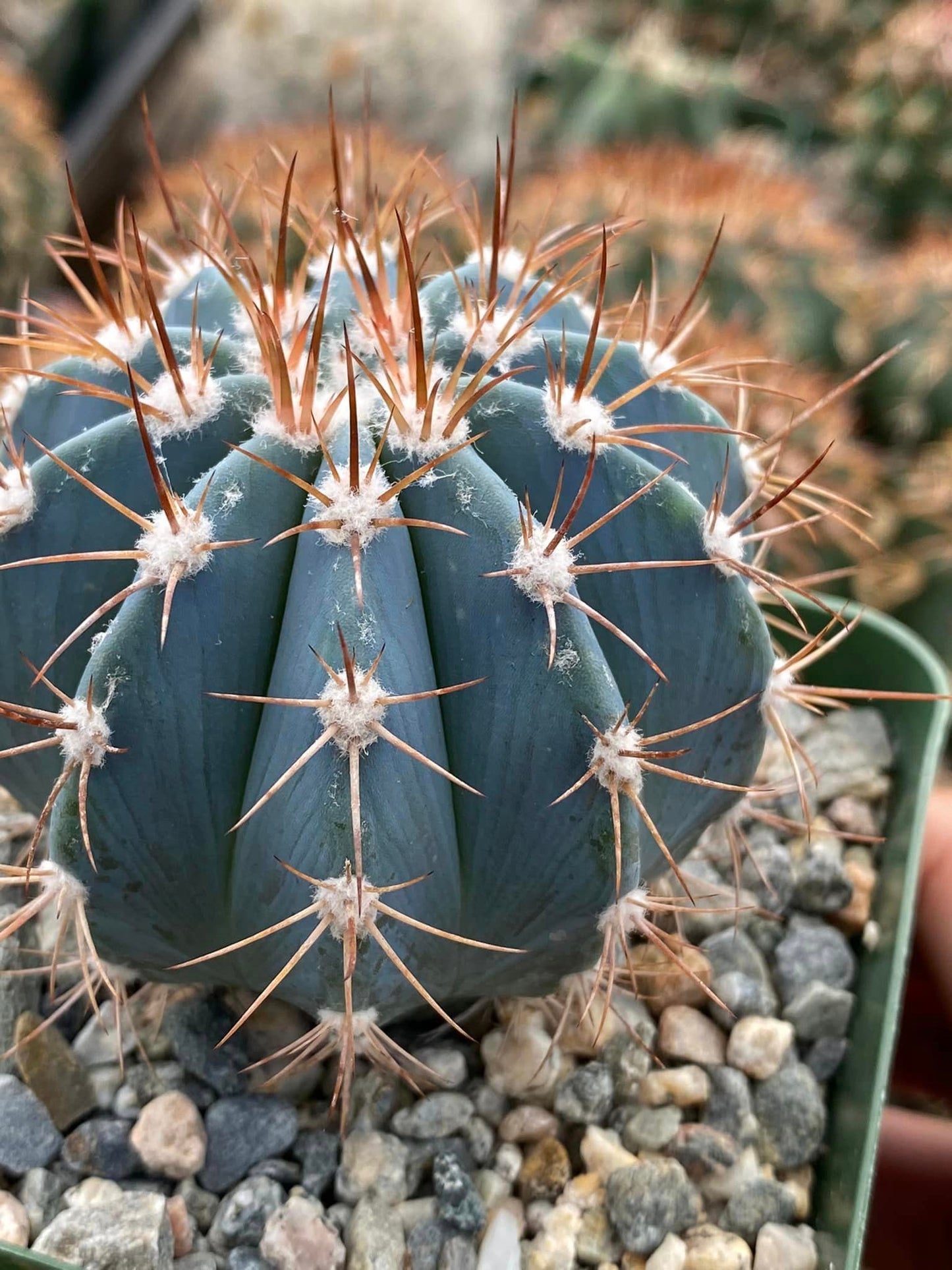 Melocactus azureus