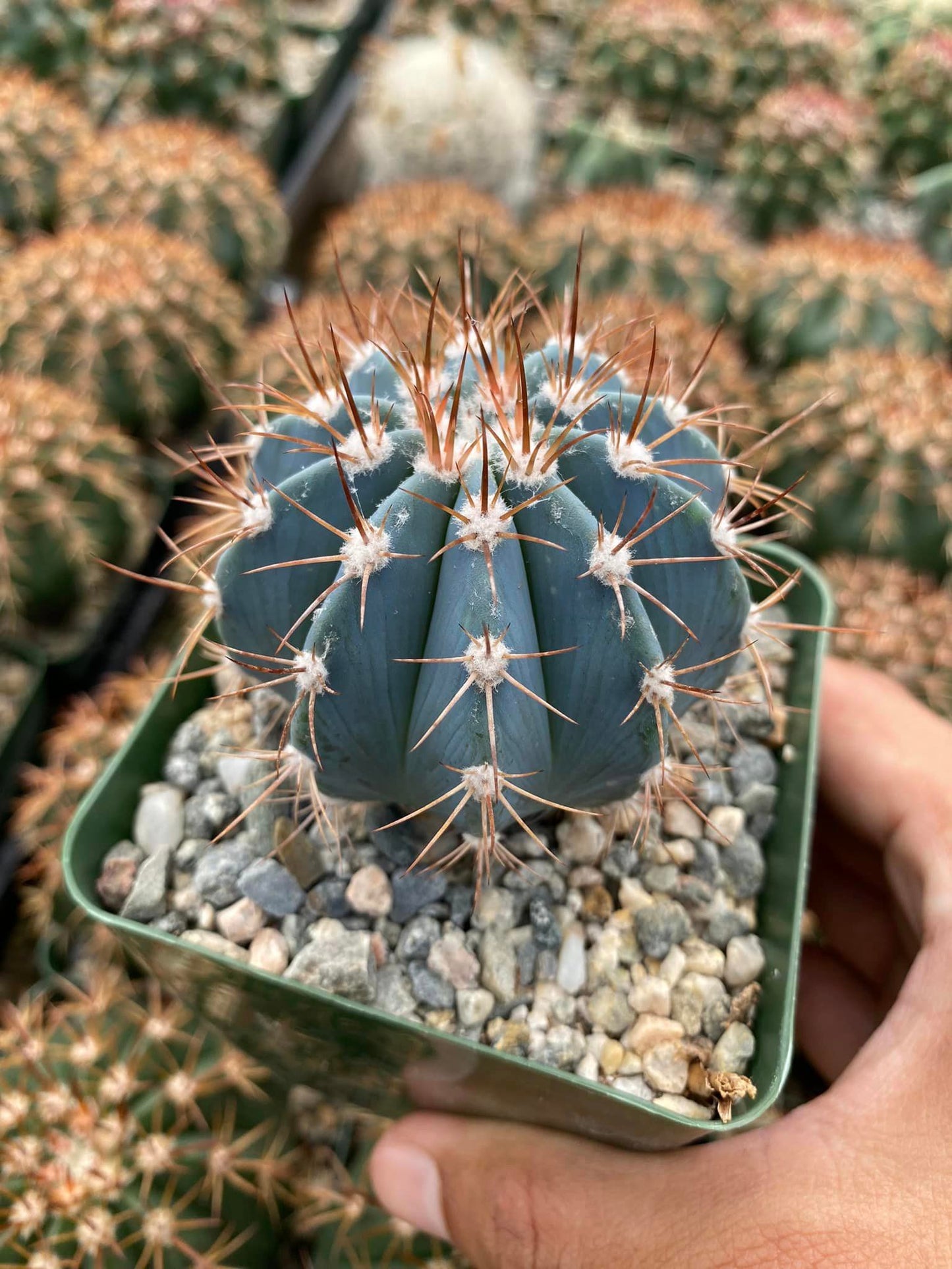 Melocactus azureus