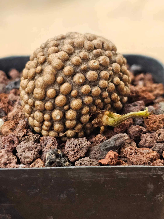 Dioscorea bulbifera Mounstruosa