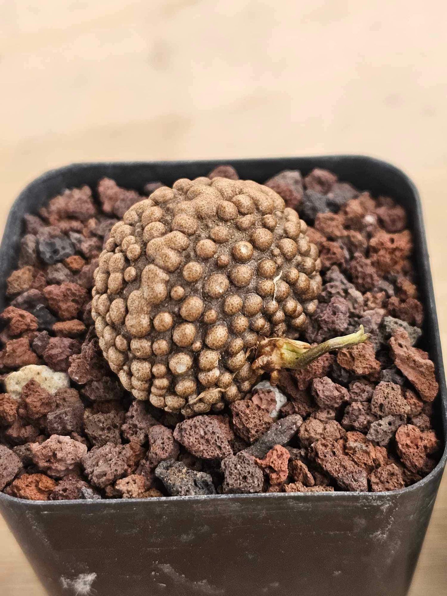 Dioscorea bulbifera Mounstruosa