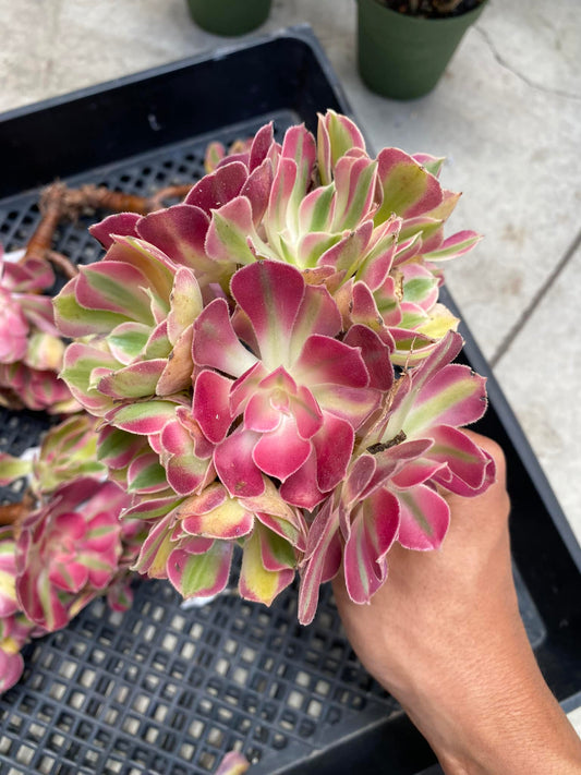 Aeonium loki-medusa