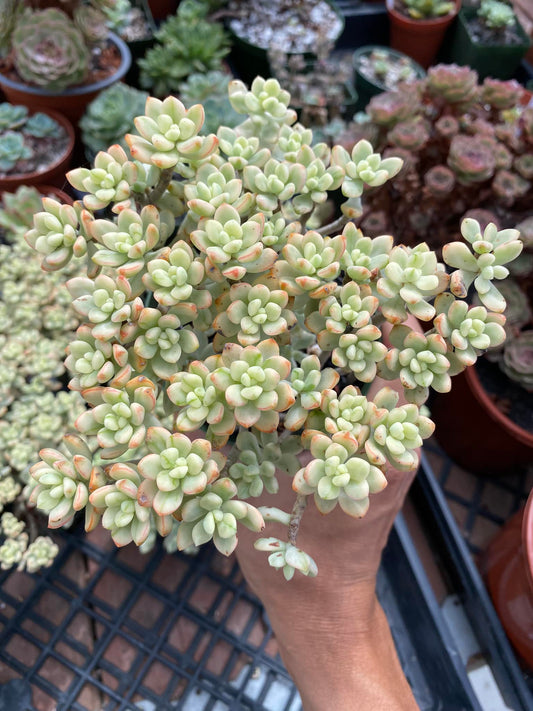 Echeveria jelly bean cluster variegado