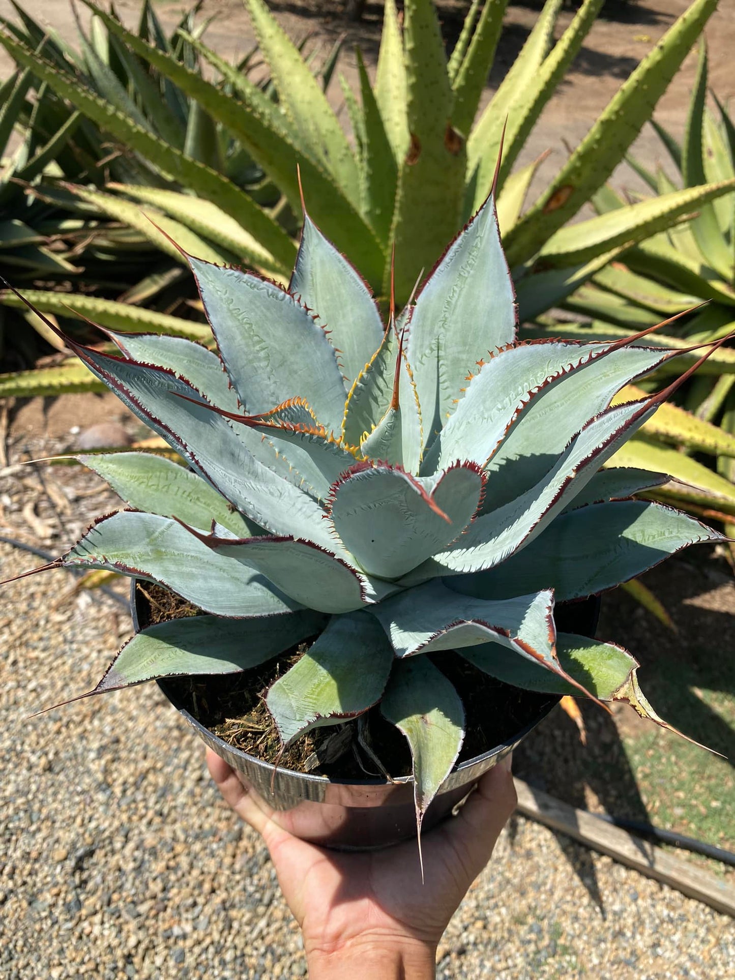 Agave potatorum razor