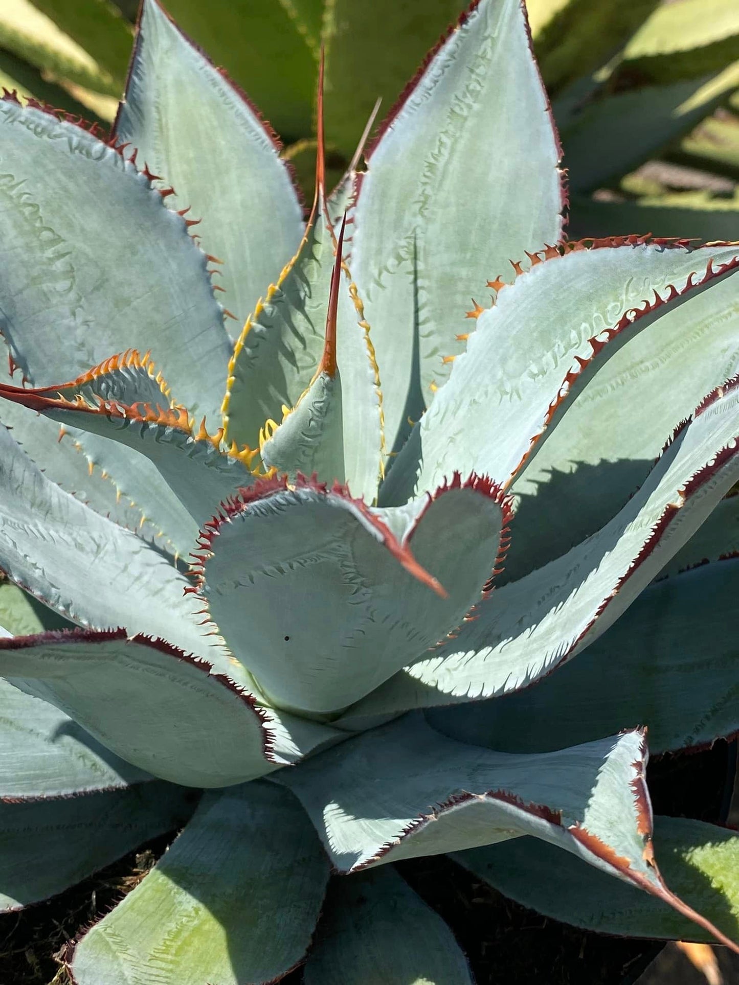 Agave potatorum razor