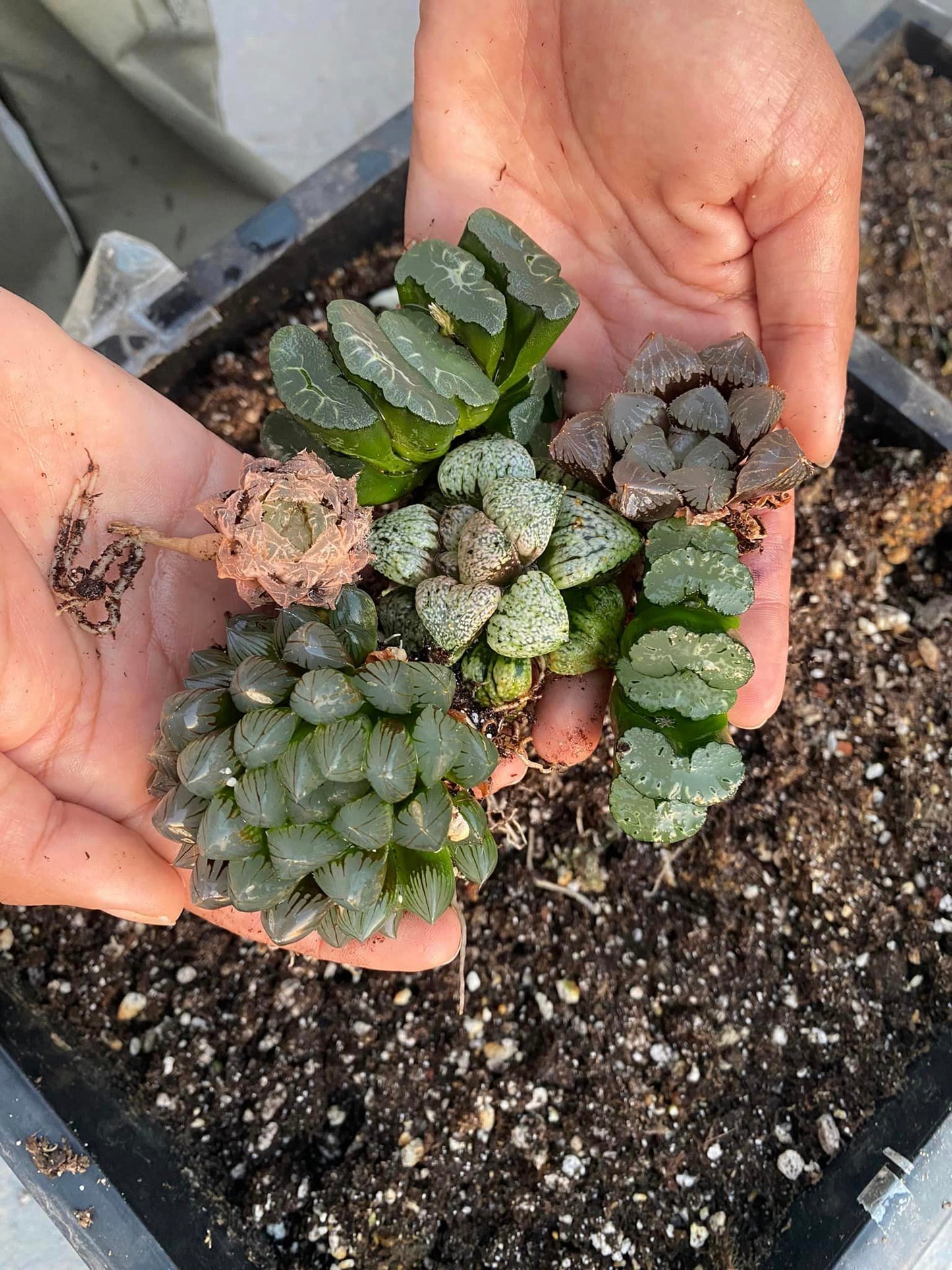 Paquete de haworthias mix