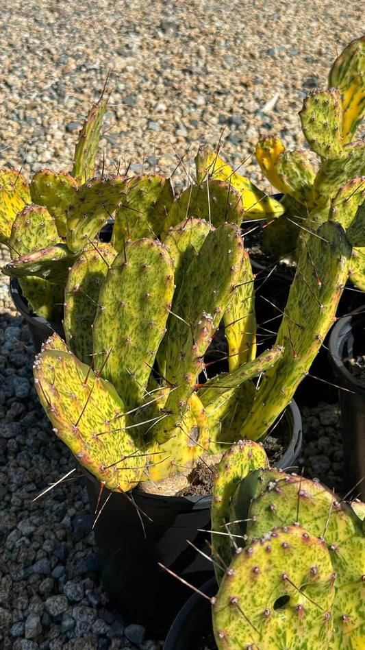 Opuntia variedades