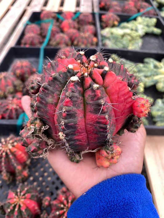 Gymnocalycium glory