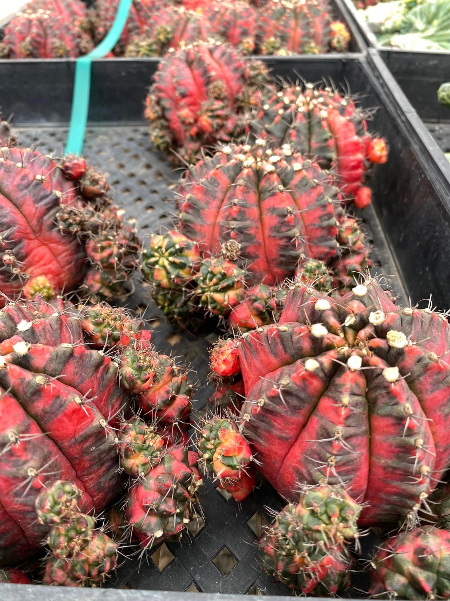 Gymnocalycium glory