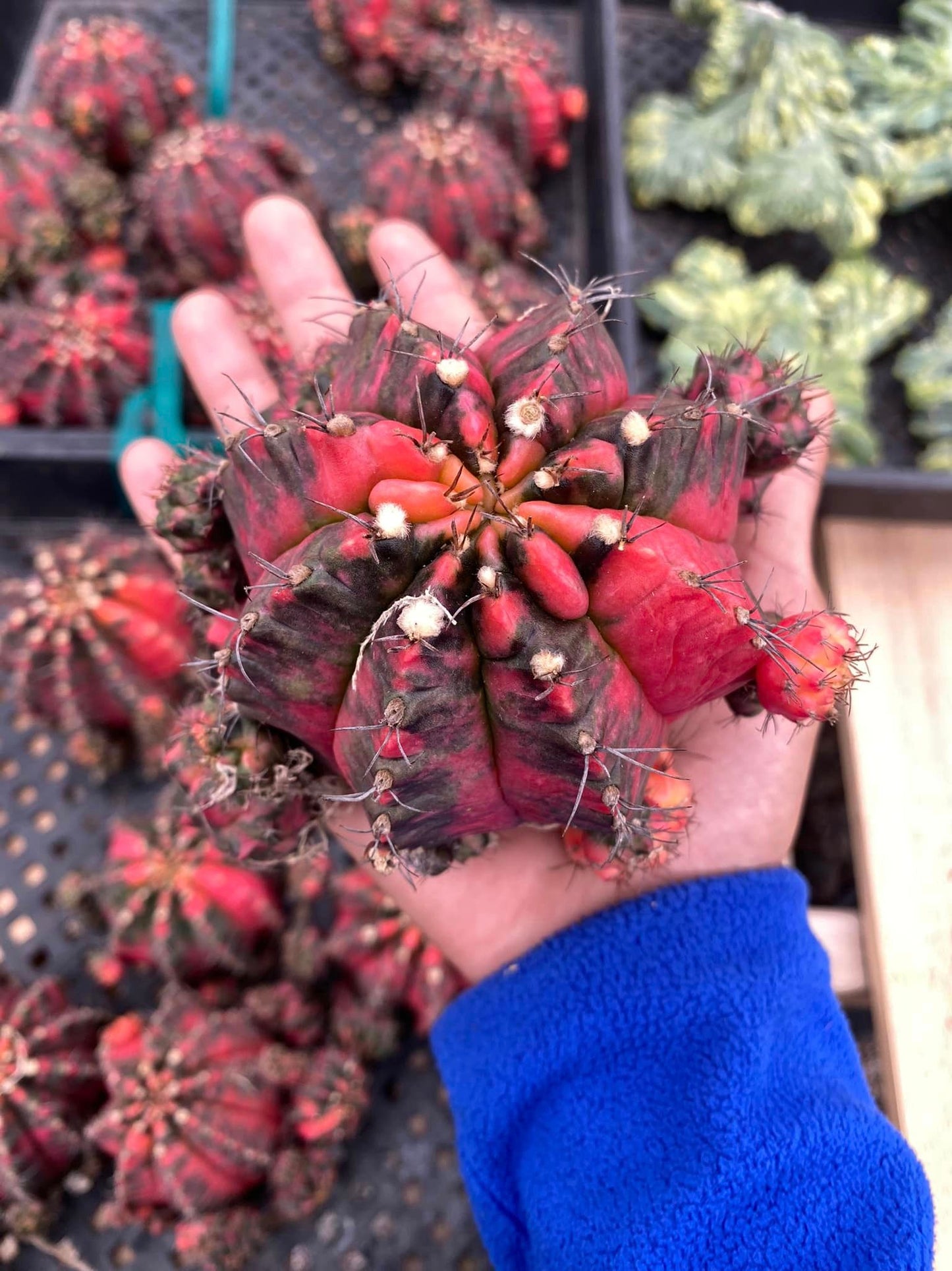 Gymnocalycium glory