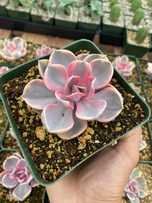 Echeveria rainbow