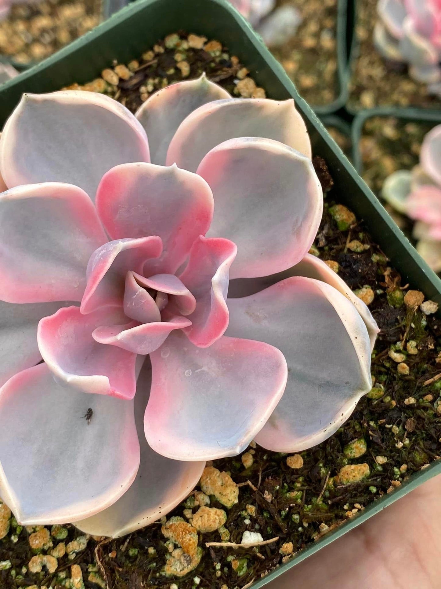 Echeveria rainbow