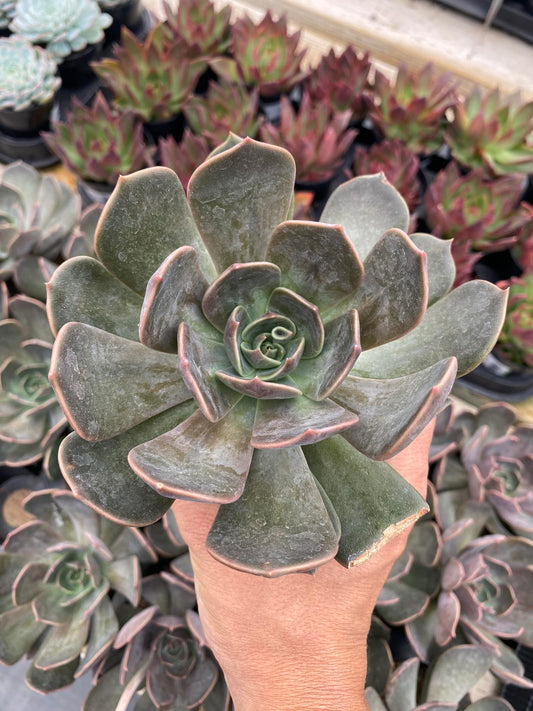 Echeveria marrom