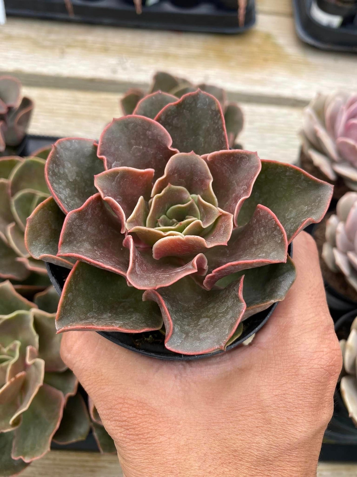 Echeveria fireglow