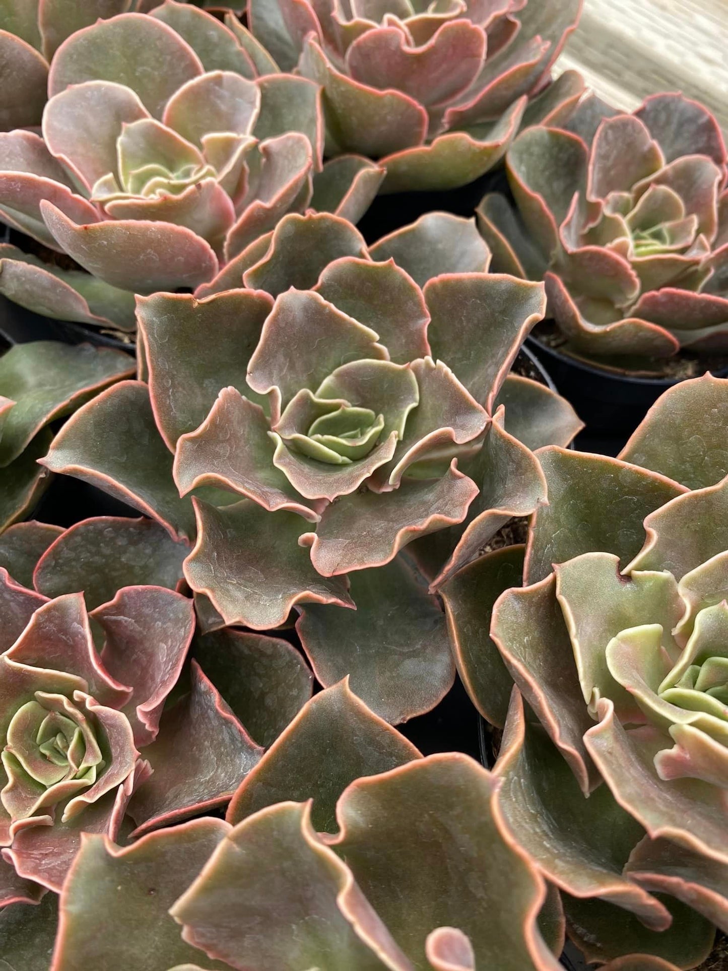 Echeveria fireglow