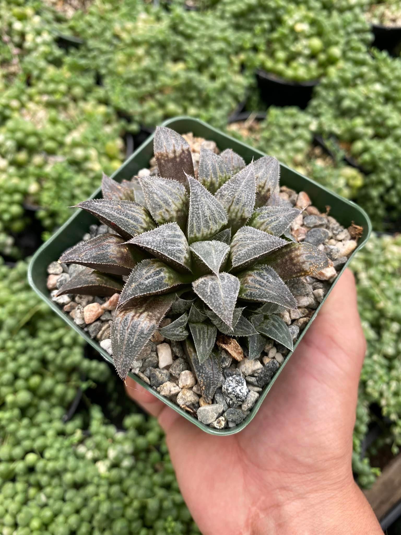 Haworthia emelyae – TiaJuanas Plants México