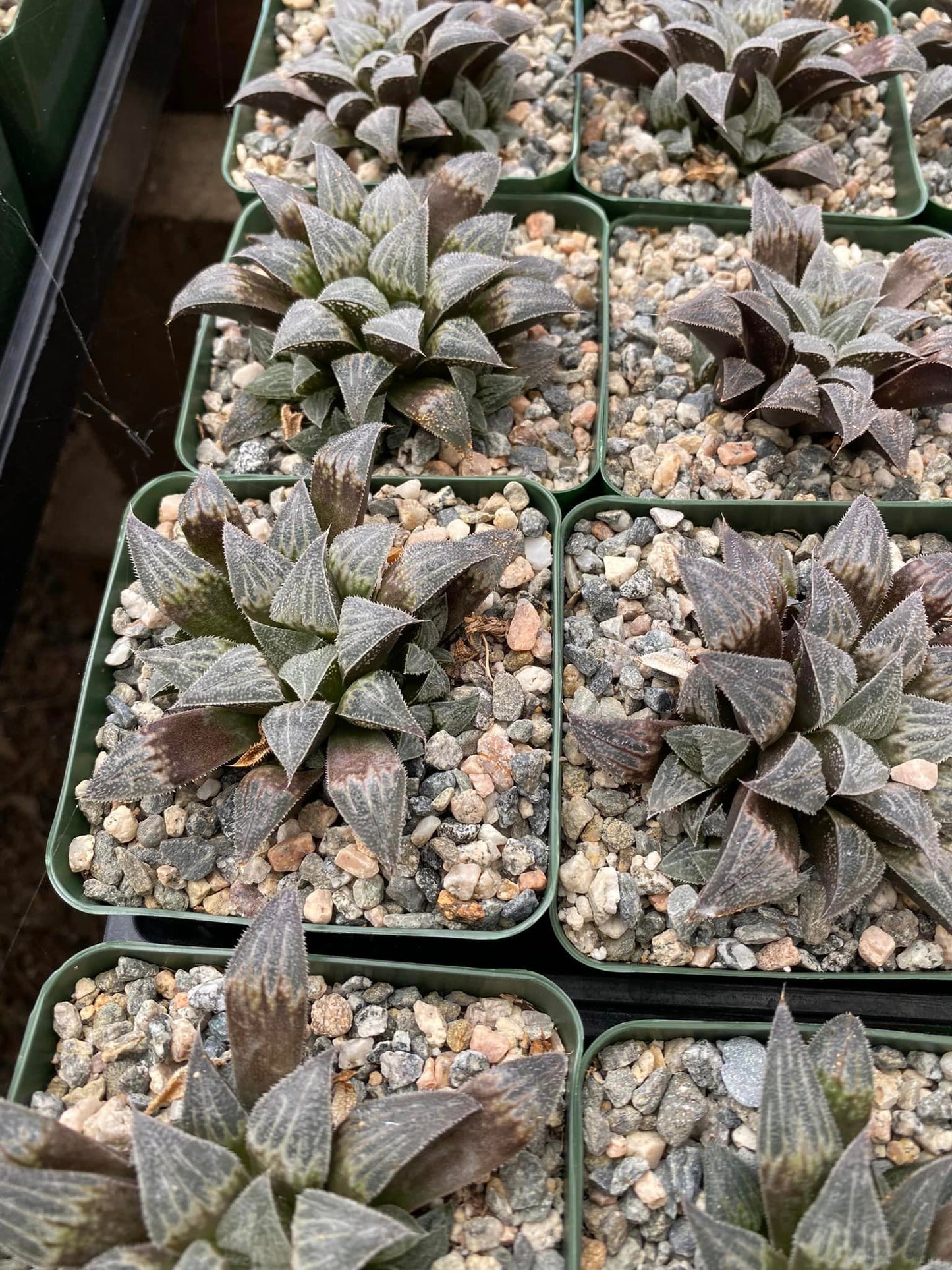 Haworthia Emelyae