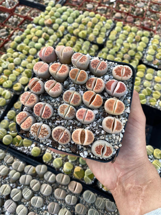 Lithops 25 piezas mix