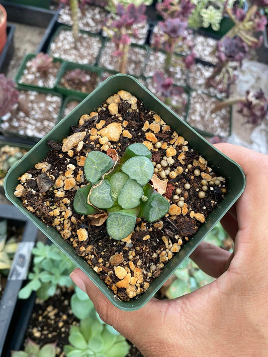 Haworthia Maughanii