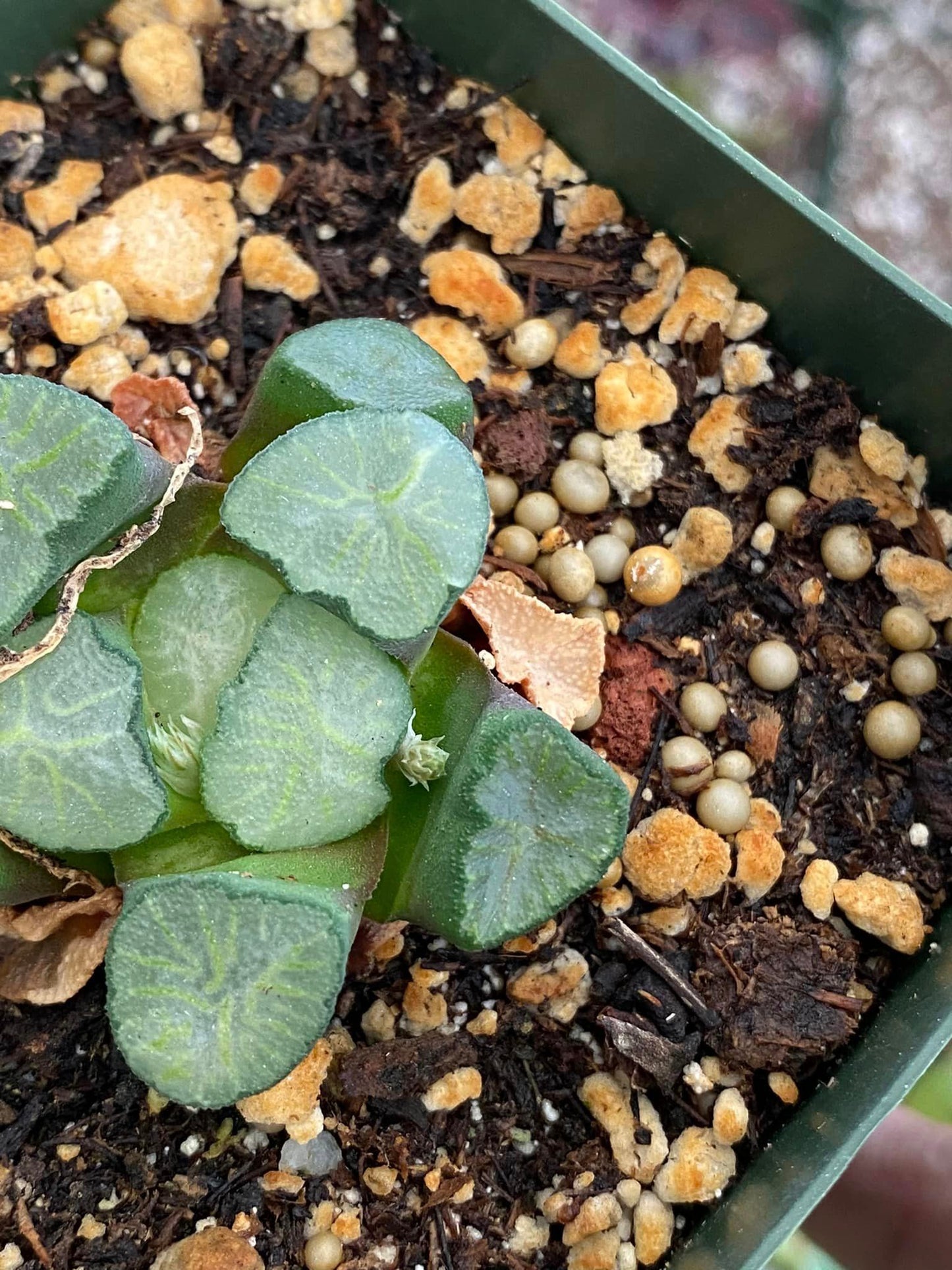 Haworthia Maughanii