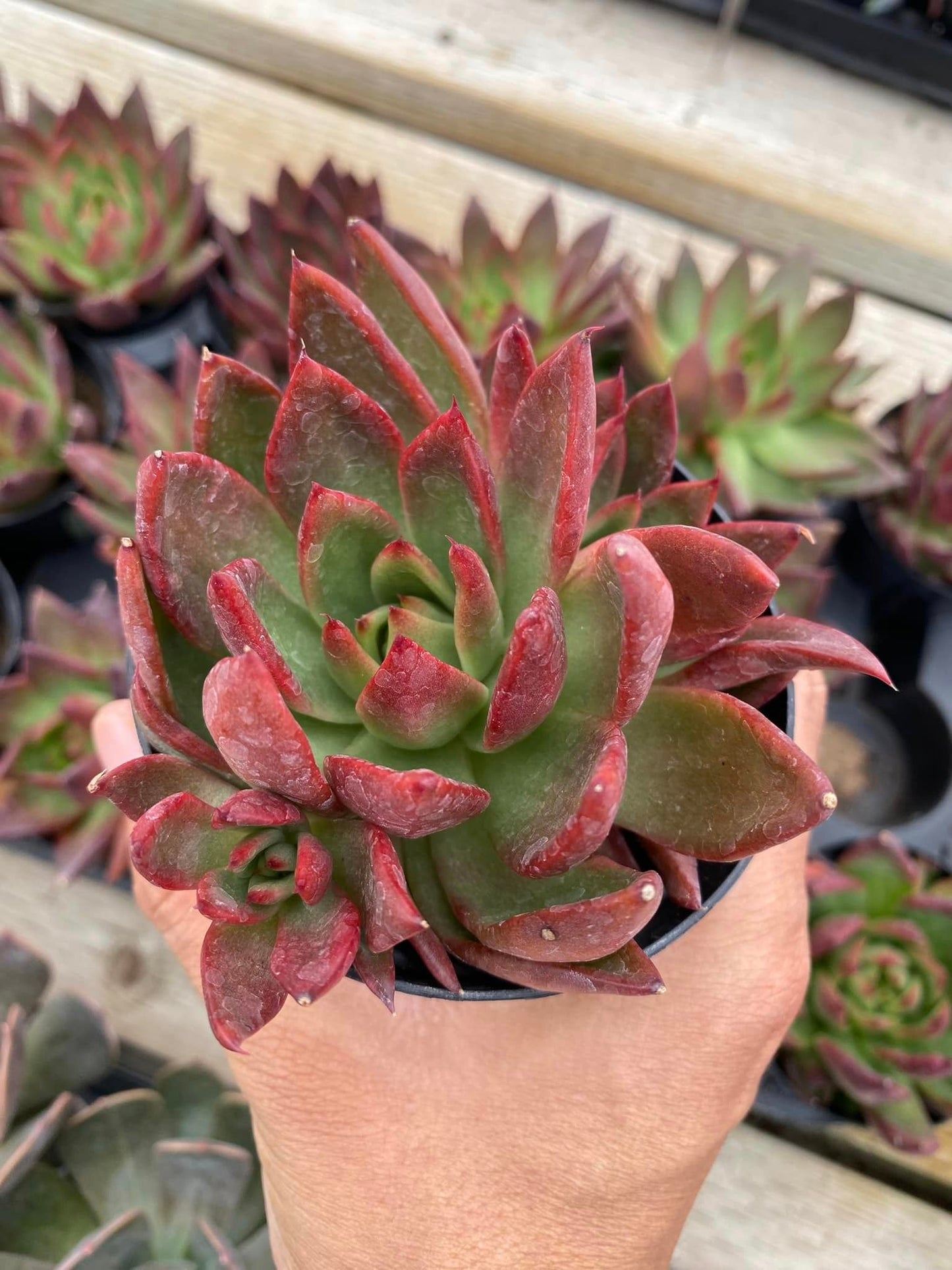 Echeveria Love’s fire