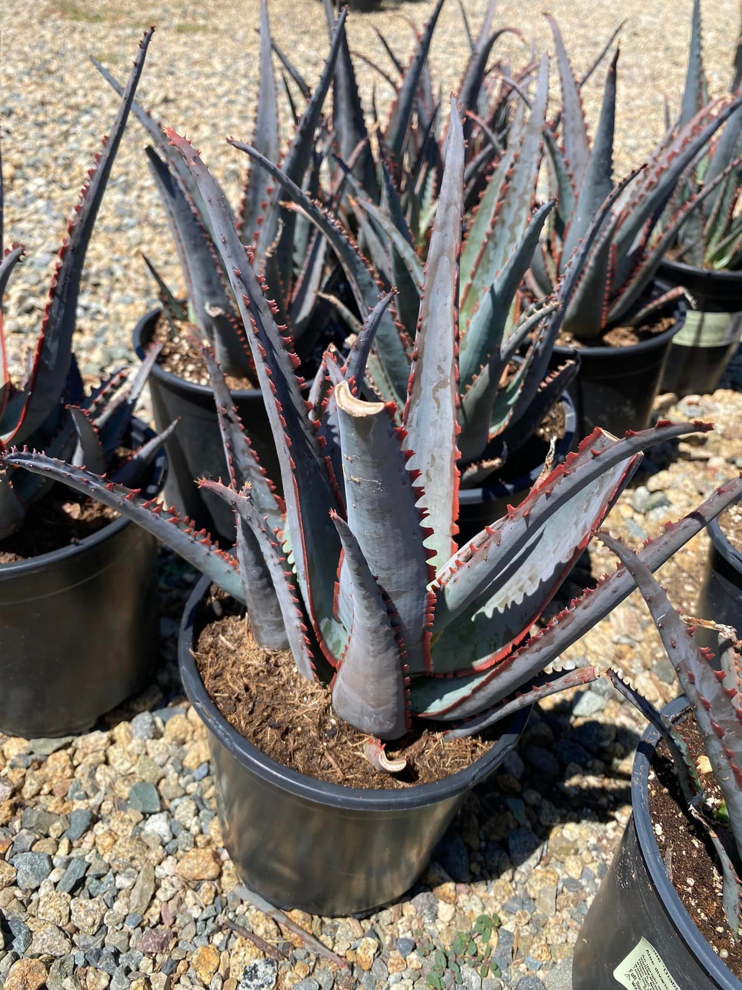 Aloe divaricata diablo