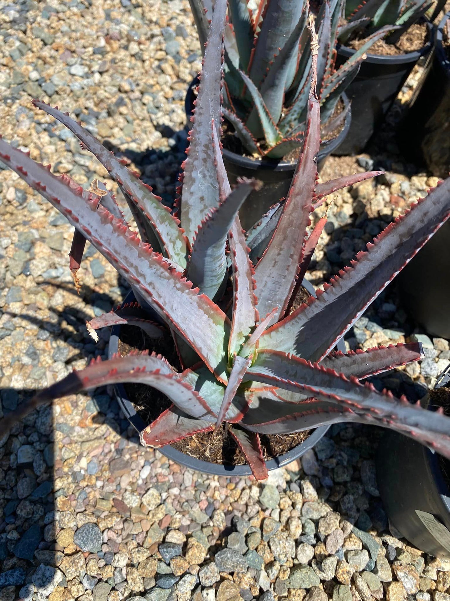 Aloe divaricata diablo