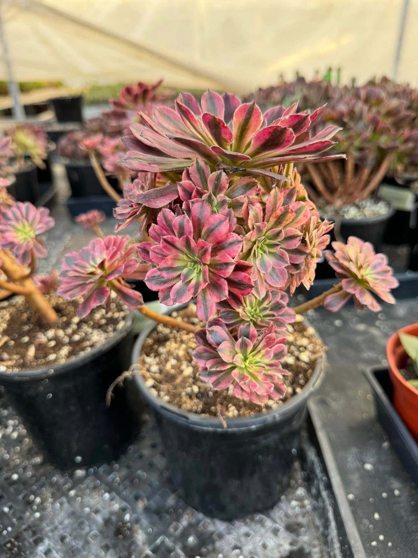 Aeonium 'White Garnet'