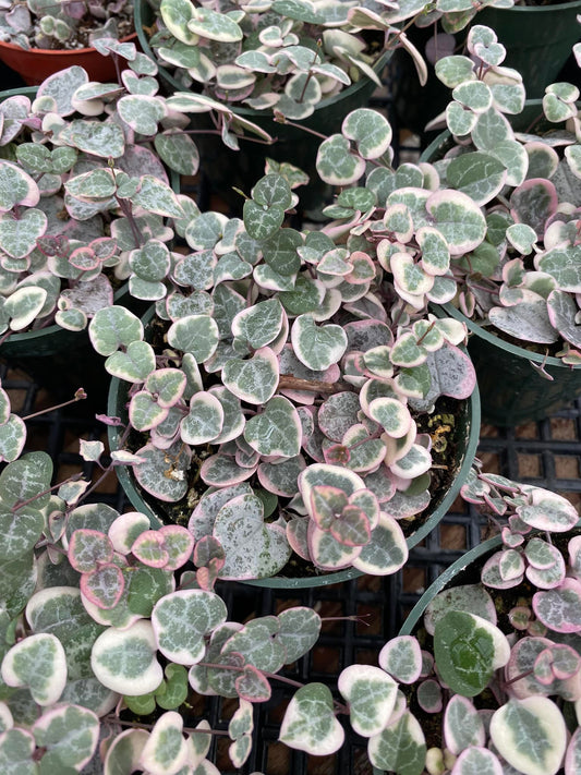 Ceropegia woodi Variegada