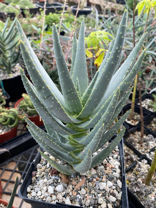 Aloe dichotoma 6”