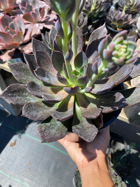 Echeveria Dark Moon