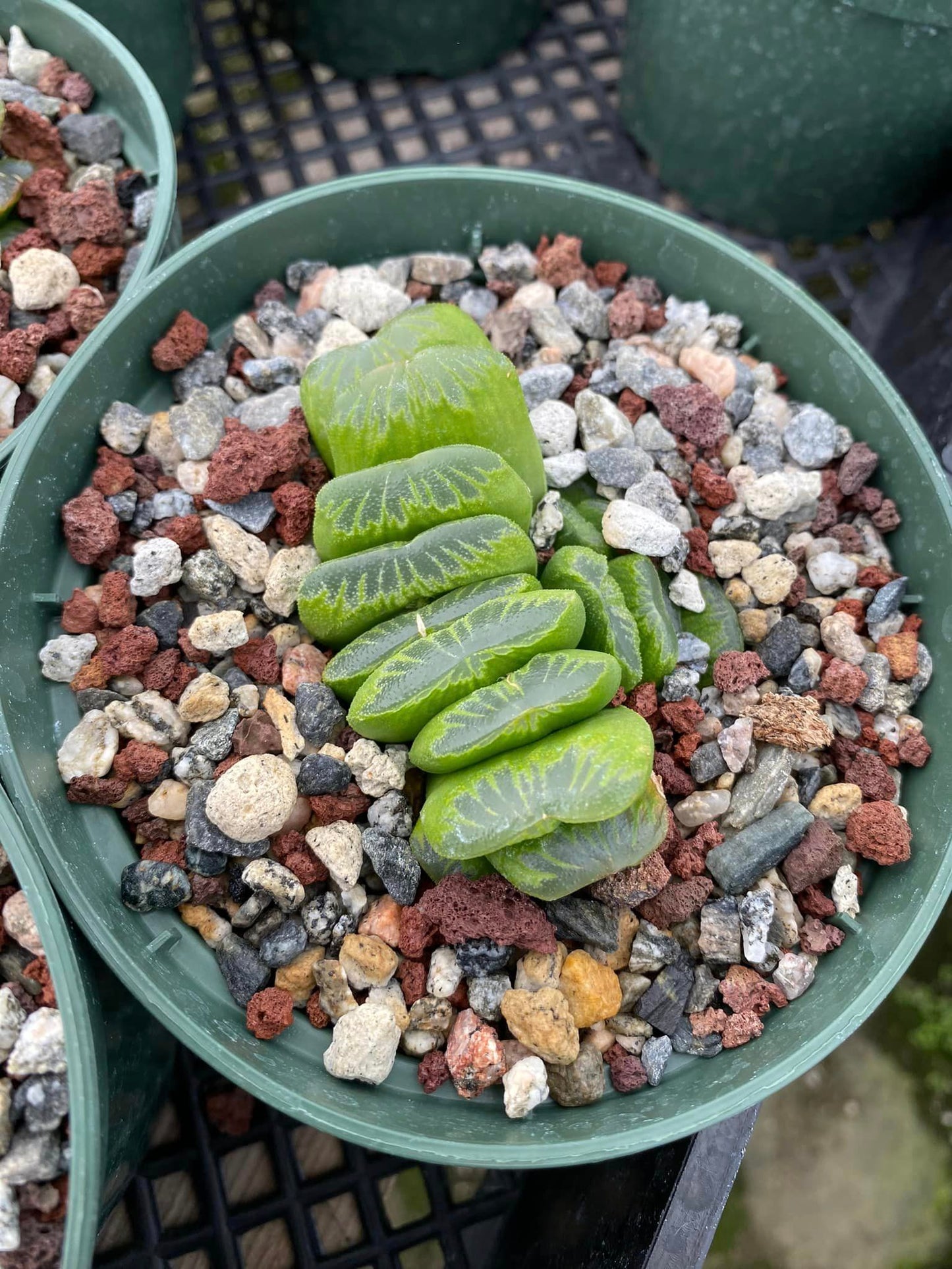 Haworthia lime green