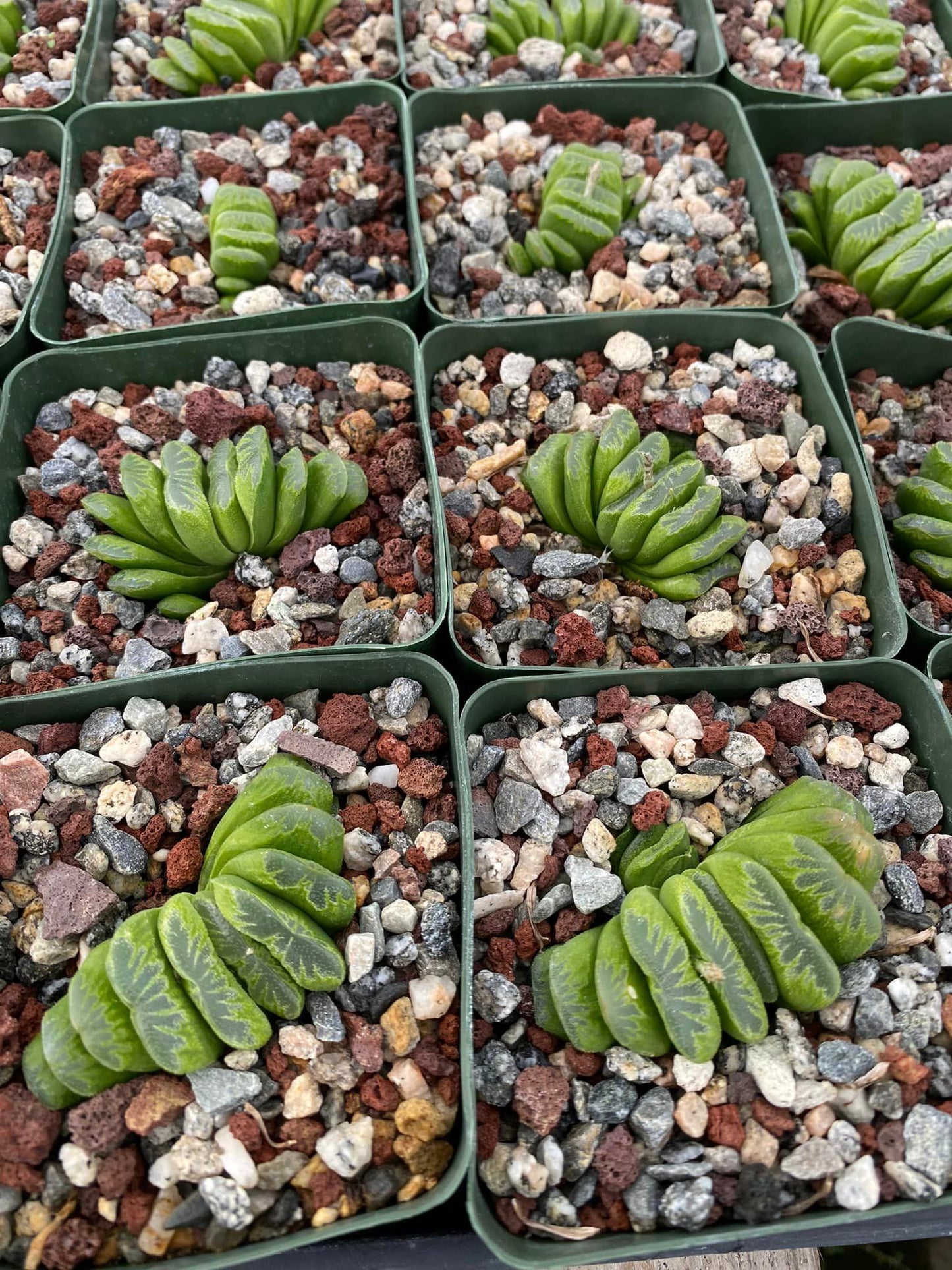 Haworthia lime green